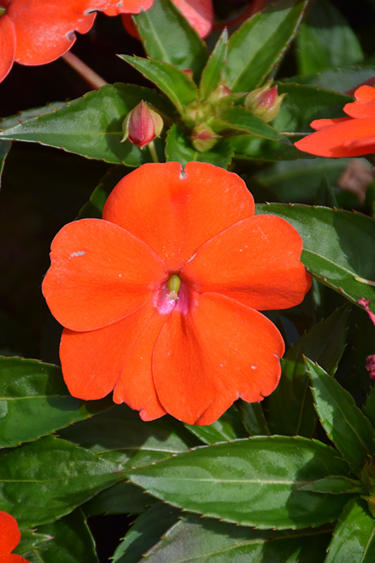 SunPatiens Vigorous Orange New Guinea Impatiens (Impatiens 'SAKIMP056') at Alsip Home and Nursery