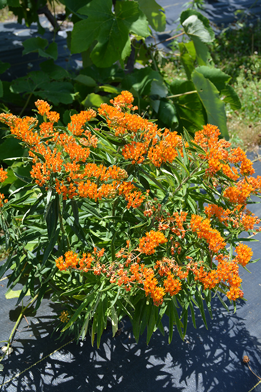 Butterfly Weed (Asclepias tuberosa) at Alsip Home and Nursery