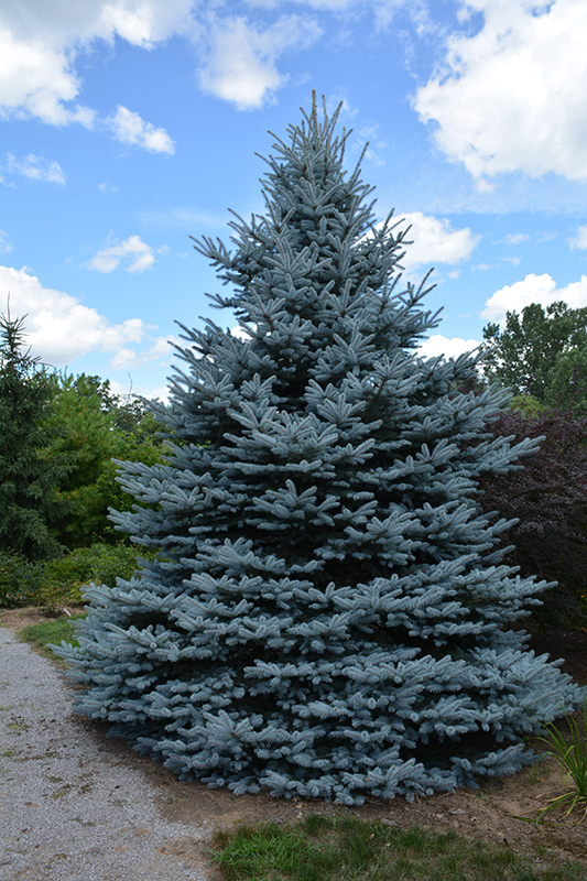 Iseli Foxtail Spruce (Picea pungens 'Iseli Foxtail') at Alsip Home and Nursery