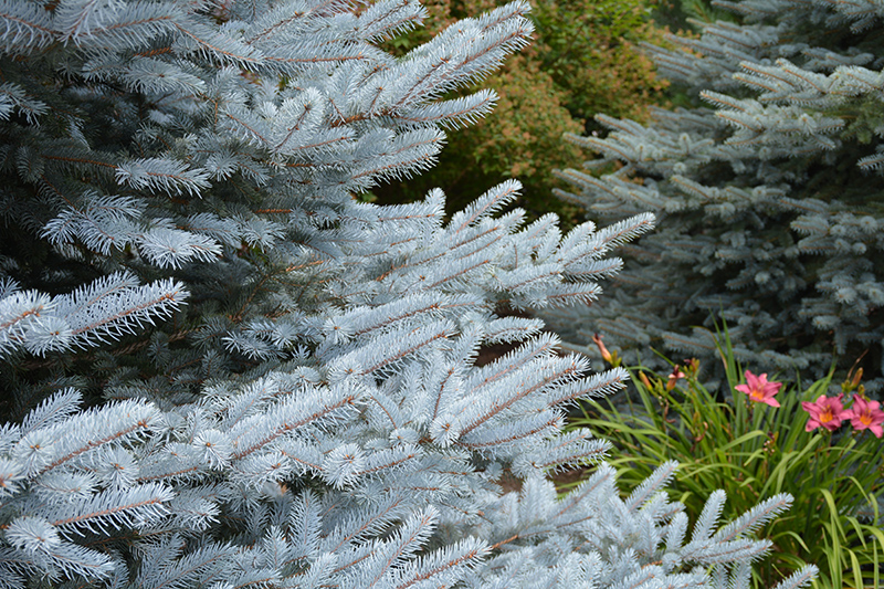 Iseli Foxtail Spruce (Picea pungens 'Iseli Foxtail') at Alsip Home and Nursery