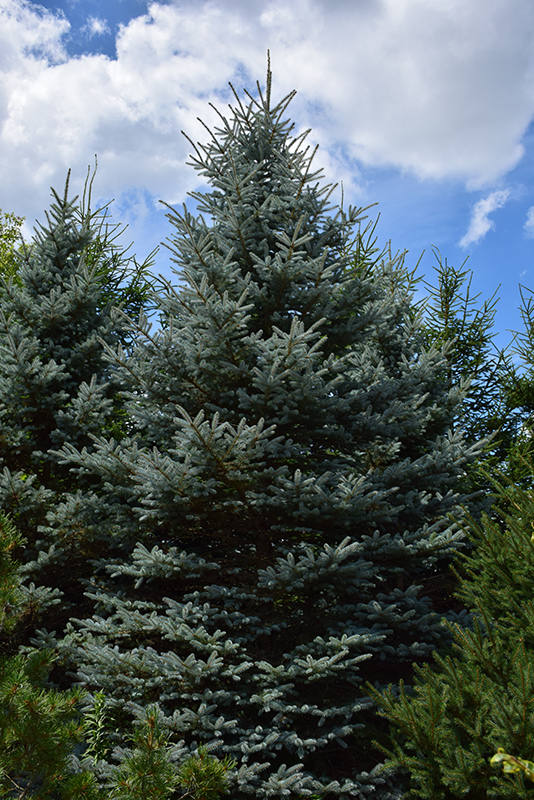 Baby Blue Eyes Spruce (Picea pungens 'Baby Blue Eyes') at Alsip Home and Nursery