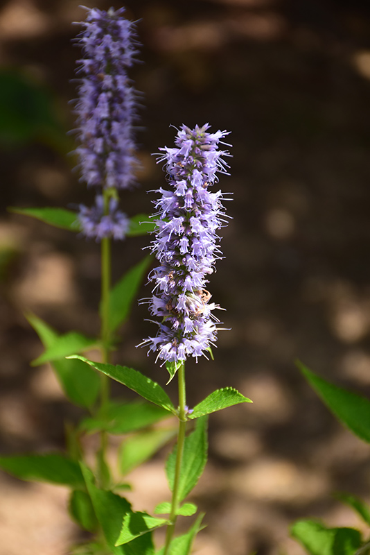 Blue Fortune Anise Hyssop (Agastache 'Blue Fortune') at Alsip Home and Nursery