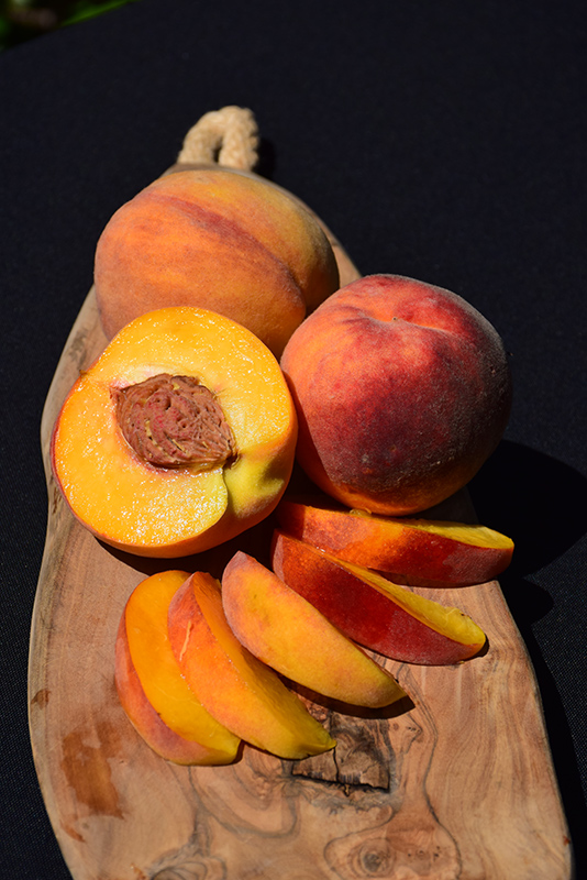 Elberta Peach (Prunus persica 'Elberta') at Alsip Home and Nursery