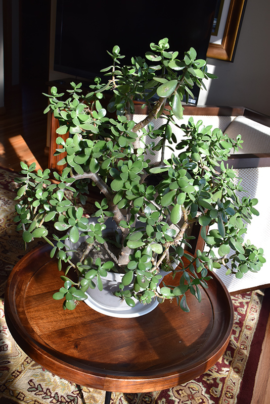 Jade Plant (Crassula ovata) at Alsip Home and Nursery