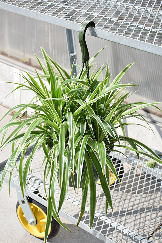 Variegated Spider Plant (Chlorophytum comosum 'Variegatum') at Alsip Home and Nursery