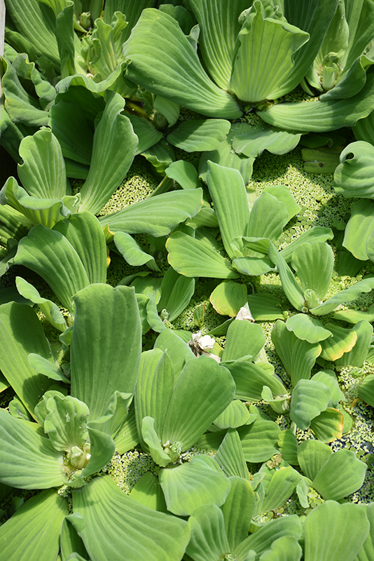 Water Lettuce (Pistia stratiotes) at Alsip Home and Nursery