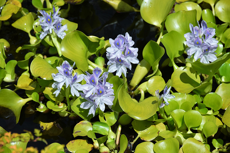Water Hyacinth (Eichhornia crassipes) at Alsip Home and Nursery