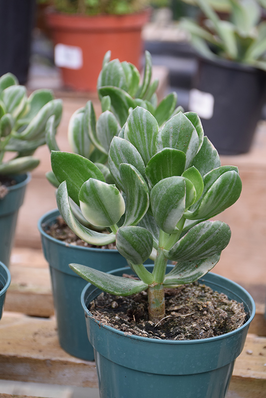 Variegated Jade Plant (Crassula ovata 'Variegata') at Alsip Home and Nursery