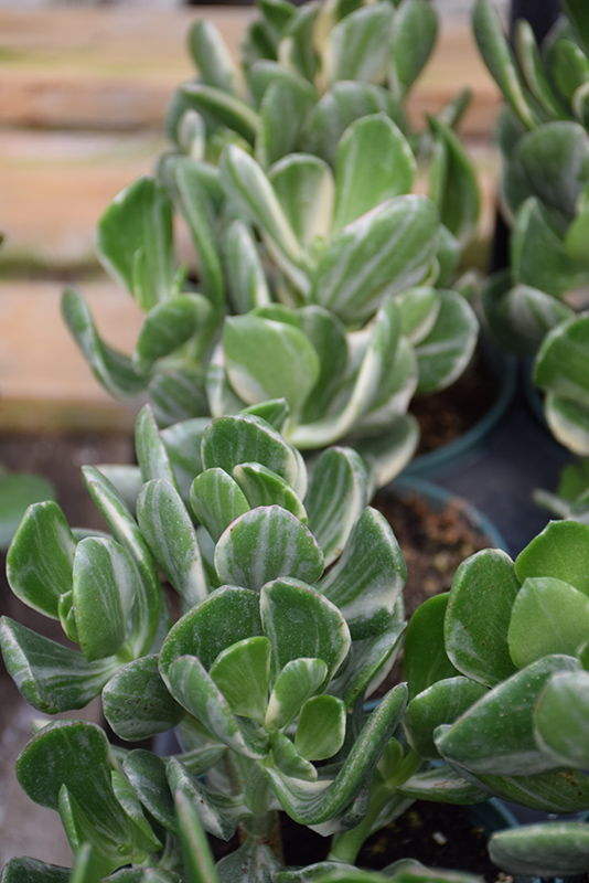 Variegated Jade Plant (Crassula ovata 'Variegata') at Alsip Home and Nursery