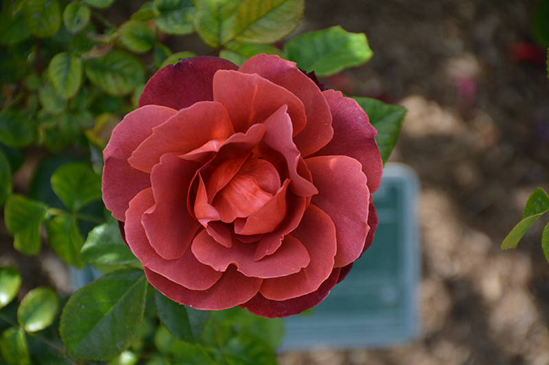 Hot Cocoa Rose (Rosa 'Hot Cocoa') at Alsip Home and Nursery