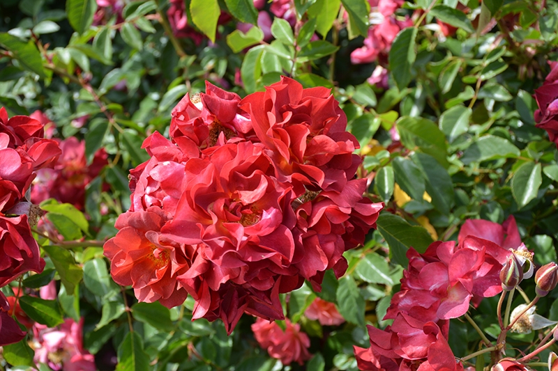 Cinco de Mayo Rose (Rosa 'Cinco de Mayo') at Alsip Home and Nursery