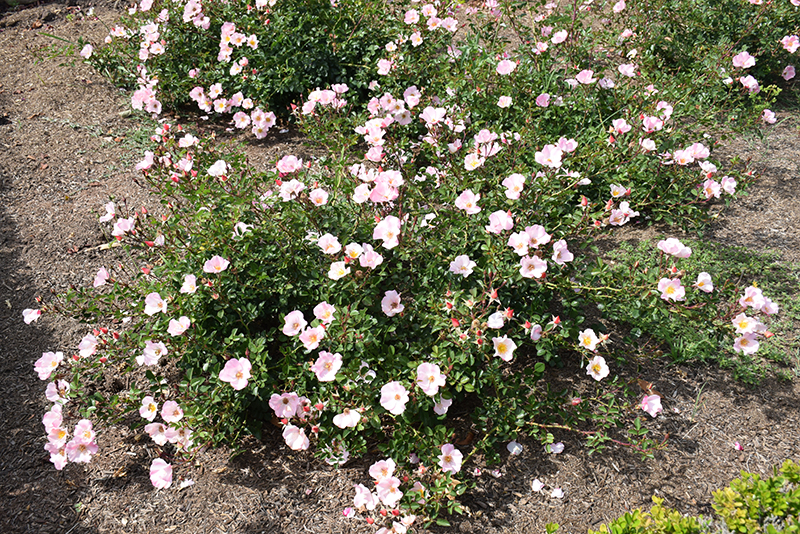 Carefree Delight Rose (Rosa 'Carefree Delight') at Alsip Home and Nursery