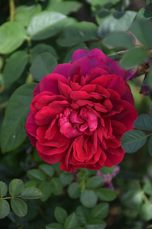 The Dark Lady Rose (Rosa 'The Dark Lady') at Alsip Home and Nursery