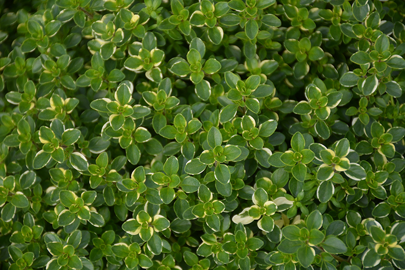 Variegated Broadleaf Thyme (Thymus pulegioides 'Foxley') at Alsip Home and Nursery