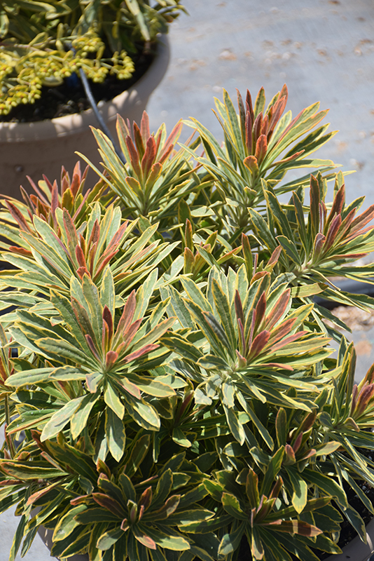 Ascot Rainbow Variegated Spurge (Euphorbia 'Ascot Rainbow') at Alsip Home and Nursery