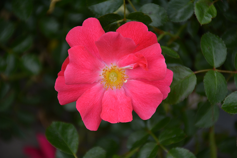 Flower Carpet Pink Supreme Rose (Rosa 'Flower Carpet Pink Supreme') at Alsip Home and Nursery