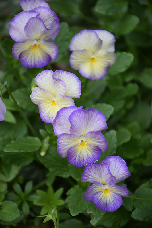 Etain Pansy (Viola 'Etain') at Alsip Home and Nursery