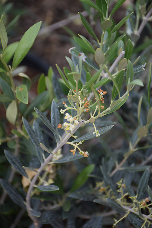 Arbequina European Olive (Olea europaea 'Arbequina') at Alsip Home and Nursery