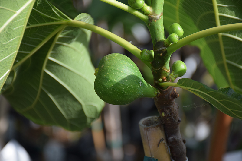 Peter's Honey Fig (Ficus carica 'Peter's Honey') at Alsip Home and Nursery