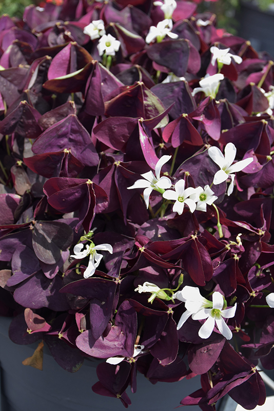 Charmed Wine Shamrock (Oxalis 'Charmed Wine') at Alsip Home and Nursery