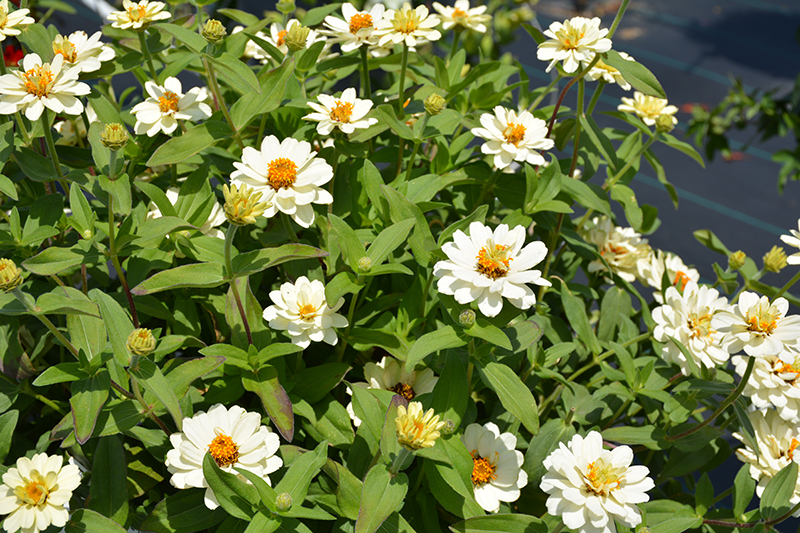 Profusion Double White Zinnia (Zinnia 'Profusion Double White') at Alsip Home and Nursery