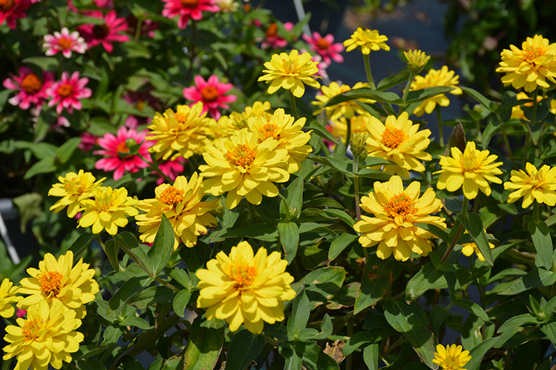 Profusion Double Yellow Zinnia (Zinnia 'Profusion Double Yellow') at Alsip Home and Nursery
