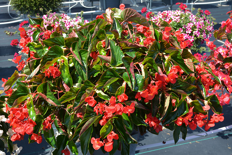 Dragon Wing Red Begonia (Begonia 'Dragon Wing Red') at Alsip Home and Nursery