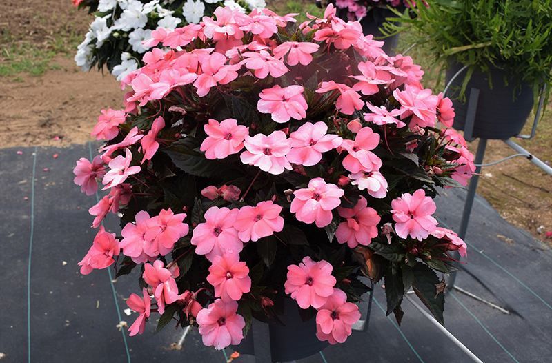 SunPatiens Compact Coral Pink New Guinea Impatiens (Impatiens 'SunPatiens Compact Coral Pink') at Alsip Home and Nursery
