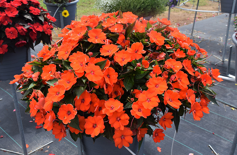 SunPatiens Compact Electric Orange New Guinea Impatiens (Impatiens 'SunPatiens Compact Electric Orange') at Alsip Home and Nursery