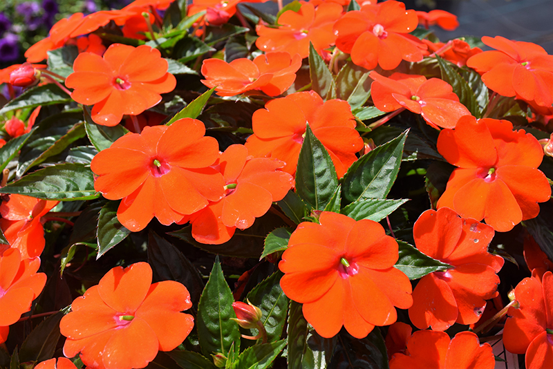 SunPatiens Vigorous Orange New Guinea Impatiens (Impatiens 'SunPatiens Vigorous Orange') at Alsip Home and Nursery