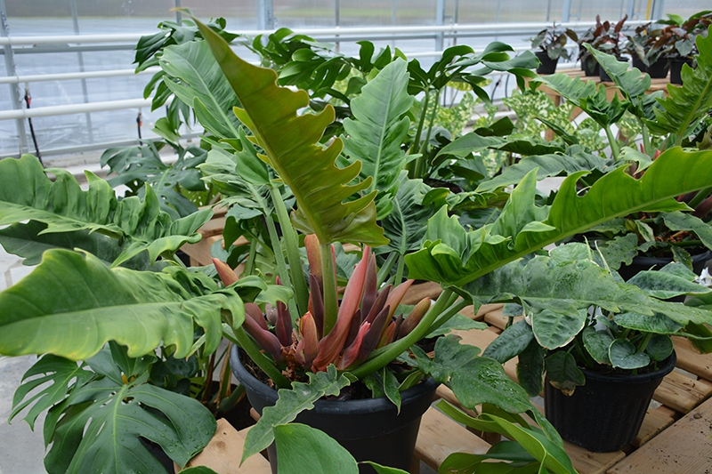 Tree Philodendron (Philodendron selloum) at Alsip Home and Nursery