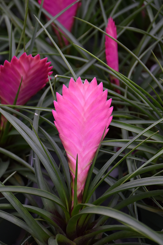 Pink Quill (Tillandsia cyanea) at Alsip Home and Nursery