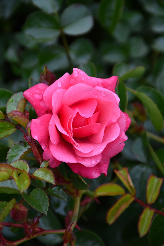 Flower Carpet Pink Supreme Rose (Rosa 'Flower Carpet Pink Supreme') at Alsip Home and Nursery