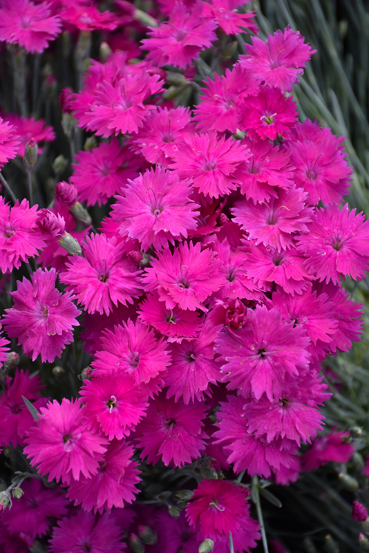 Neon Star Pinks (Dianthus 'Neon Star') at Alsip Home and Nursery