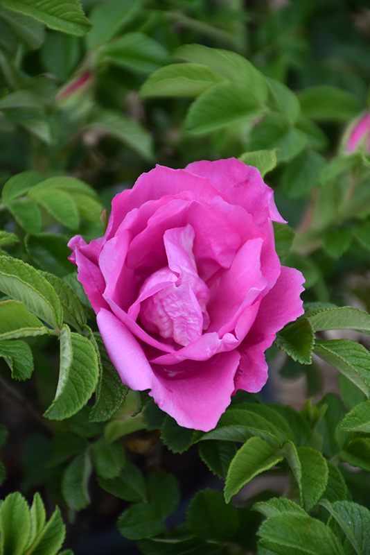 Foxi Pavement Rose (Rosa 'Foxi Pavement') at Alsip Home and Nursery