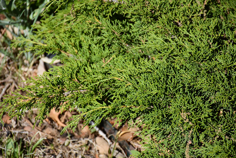 Sierra Spreader Juniper (Juniperus sabina 'Sierra Spreader') at Alsip Home and Nursery