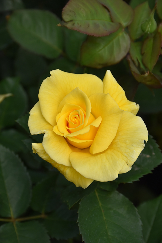 Midas Touch Rose (Rosa 'Midas Touch') at Alsip Home and Nursery