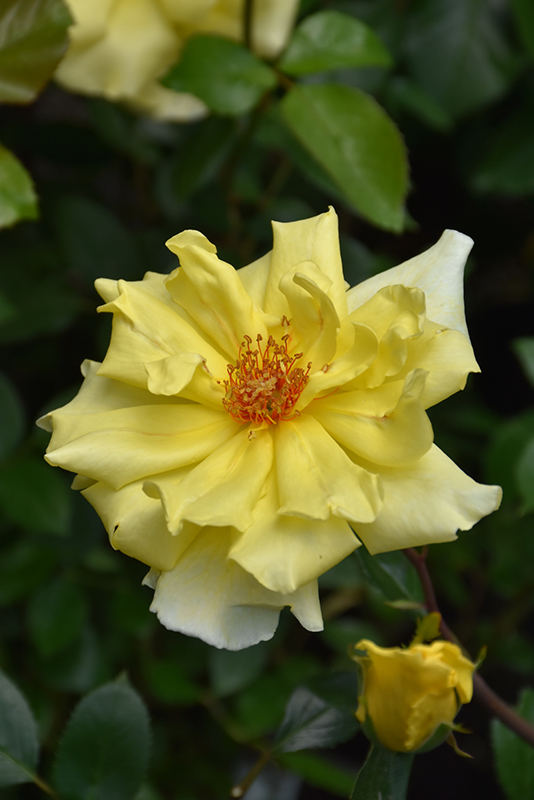 Golden Showers Rose (Rosa 'Golden Showers') at Alsip Home and Nursery