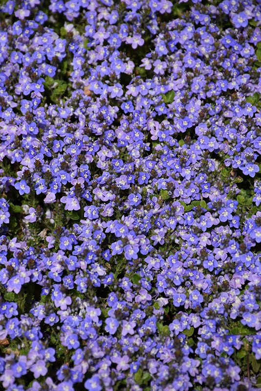 Crystal River Speedwell (Veronica 'Reavis') at Alsip Home and Nursery