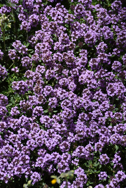 Pink Chintz Creeping Thyme (Thymus praecox 'Pink Chintz') at Alsip Home and Nursery