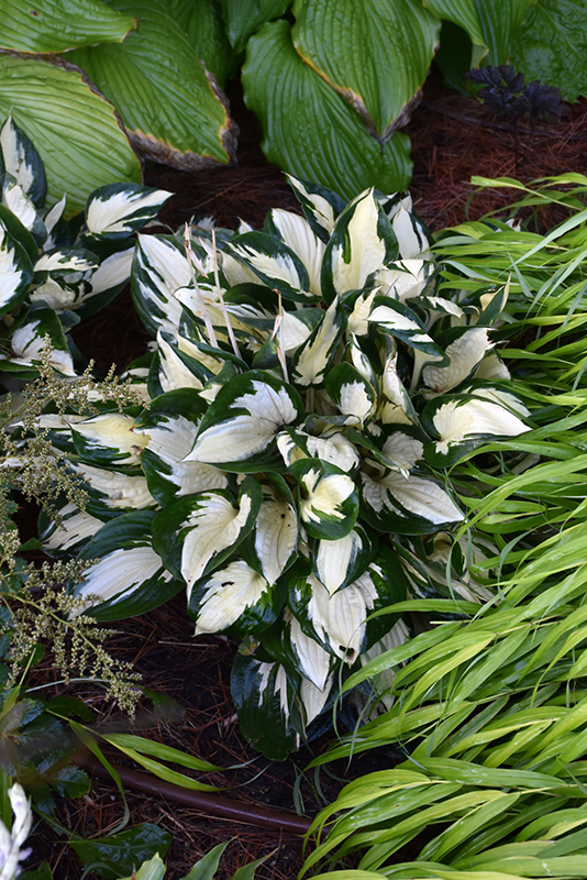 Fire and Ice Hosta (Hosta 'Fire and Ice') at Alsip Home and Nursery