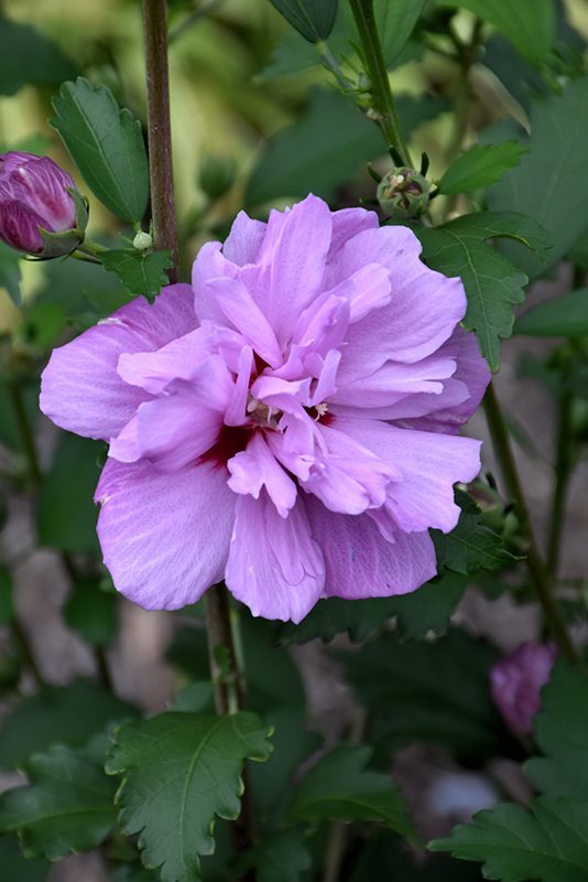 Ardens Rose of Sharon (Hibiscus syriacus 'Ardens') at Alsip Home and Nursery