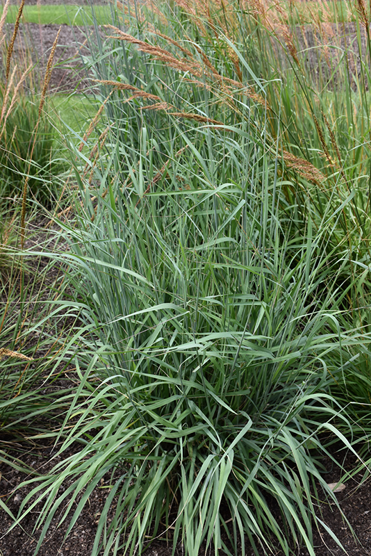 Sioux Blue Indian Grass (Sorghastrum nutans 'Sioux Blue') at Alsip Home and Nursery