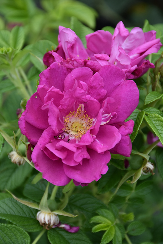 Purple Pavement Rose (Rosa 'Purple Pavement') at Alsip Home and Nursery