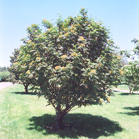 Western Mountain Ash (Sorbus scopulina) in Frankfort Chicago St Johns  Tinley Joliet Orland Illinois IL at Alsip Home and Nursery