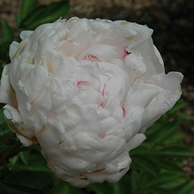 Milton Hill Peony Paeonia Milton Hill In Frankfort Chicago St Johns Tinley Joliet Orland Illinois Il At Alsip Home And Nursery