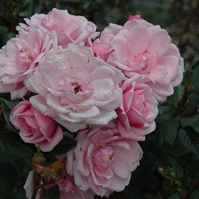 Flower Carpet Appleblossom Rose Rosa Flower Carpet Appleblossom In Frankfort Chicago St Johns Tinley Joliet Orland Illinois Il At Alsip Home And Nursery