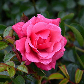 Flower Carpet Red Rose (Rosa 'Flower Carpet Red') in Frankfort