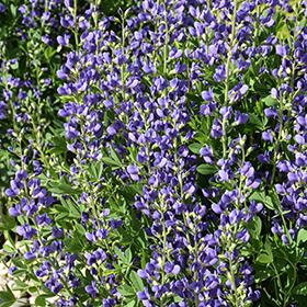 Plant Photo 2